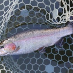 大安トラウトレイク釣果